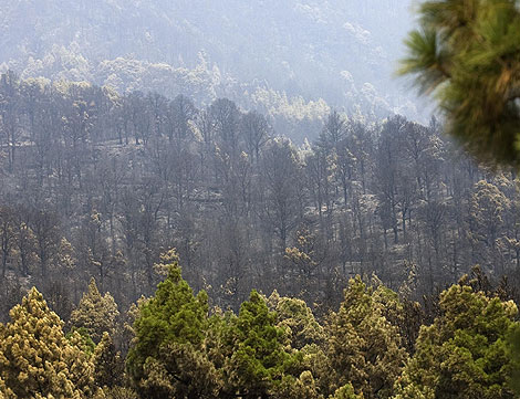 Aspecto de uno de los valles de la localidad de Fuencaliente (La Palma). | Reuters