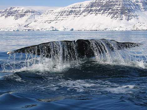 Una ballena boreal. | John Jacobsen, Universidad de Copenhage.
