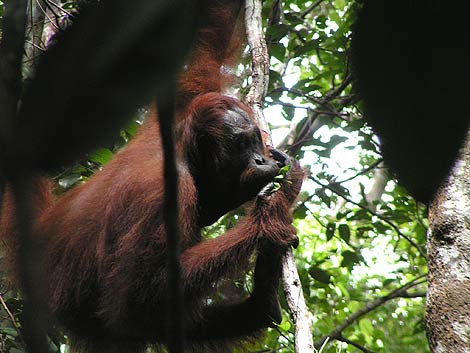 Un orangutn realizando un caracterstico 'kiss squeak'. | M. E. Hardus