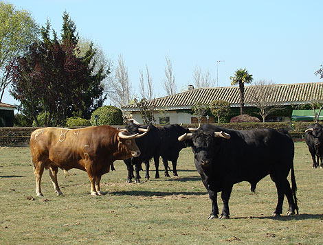 Toros de Montalvo que se lidiarn en Salamanca.