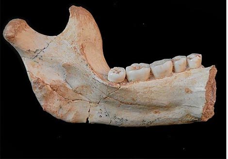 Mandbula de 'Homo antecessor'. | Fundacin Atapuerca
