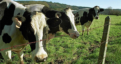 Vacas lecheras españolas. | El Mundo
