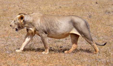 Kenia podría perder toda su población de leones | Ciencia 