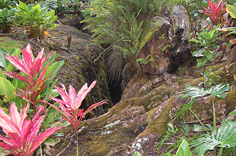 Imagen del Lava Tree State Park de Hawai. | Sean A. Clevenger