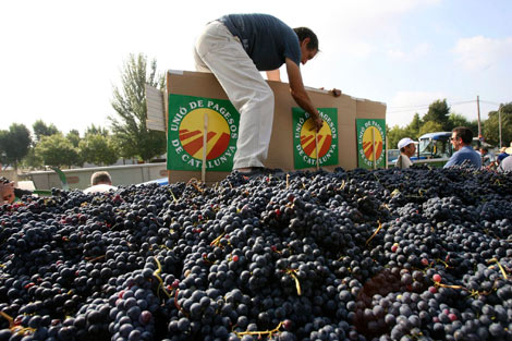 Viticultores lanzan uva como medida de protesta. | Efe