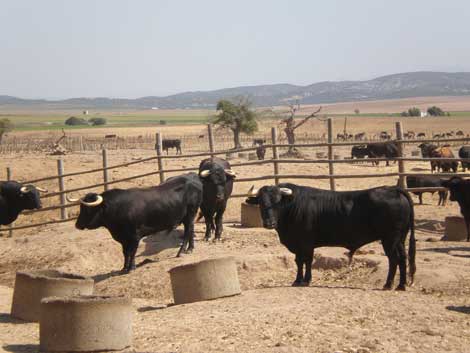 Los toros de los encierros de Cuéllar ya están en Palencia | Castilla y ...
