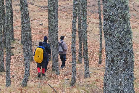 Tres excursionistas caminan por un bosque de robles en la sierra de Gredos . | Pedro Cceres.