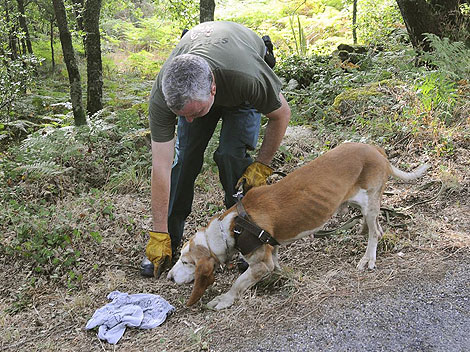 Un especialista de la Guardia Civil rastrea con un perro la zona donde desapareció Laura. | Efe
