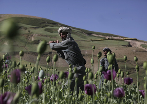 Un agricultor de opio en Afganistán. | Ap