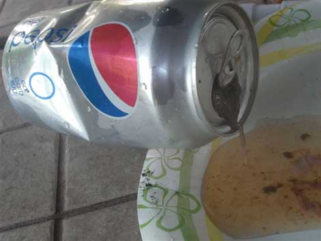 Imagen de la lata de Pepsi donde estaba la rana. | Foto: DeNegri.