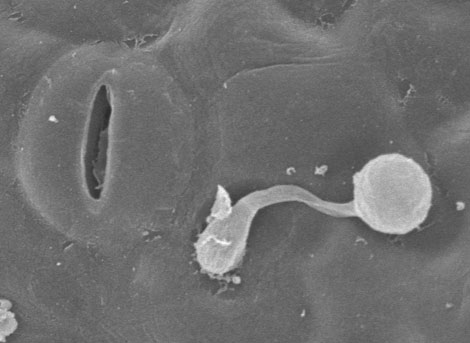 Imagen al microscpio del patgeno 'P. infestans' en una hoja de planta de patata. | S. Kamoun