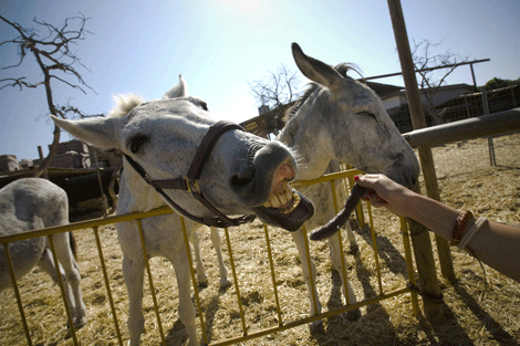Una persona ofrece comida a un burro en el 'Santuario de burros' situado en Nerja. | Efe