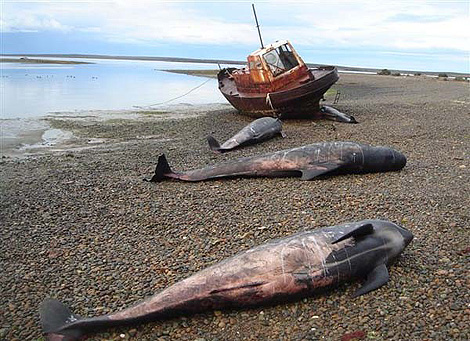 Ballenas varadas en una playa argentina. | Diario La Nacin