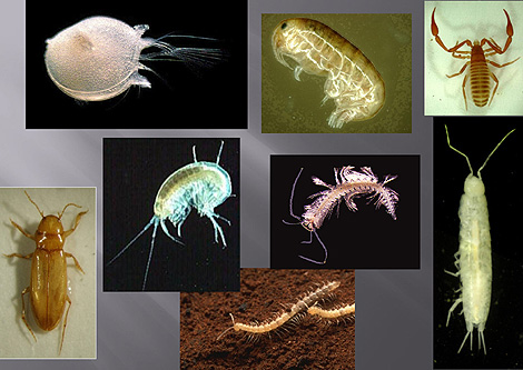 Algunas de las nuevas especies descubiertas. | Universidad de Adelaida