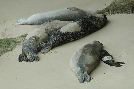 La cra de foca monje, junto a su madre en una playa de Mauritania. | MARM.