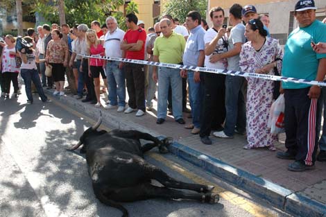 El toro abatido en Marbella. | Javier Martn