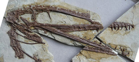 El fósil del nuevo reptil volador descubierto en China. | Royal Society