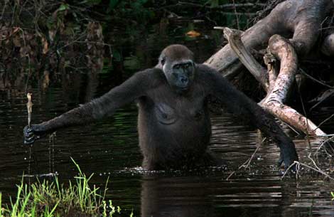 Hembra de gorila atravesando un río en el Congo. | AP.