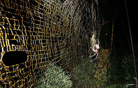 Esta especie puede tejer telas de araa doradas de ms de un metro.| Foto: PLoS ONE