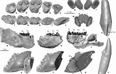 Fósiles del ejemplar descubierto en Egipto. | Nature