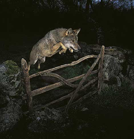 Lobo saltando sobre cerca. | José Luis Rodríguez.