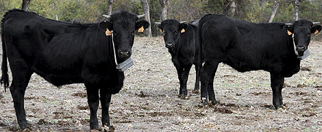 Vacas con su moderno cencerro 'localizador'. | Efe