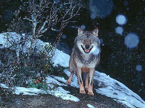 Un ejemplar de lobo ibérico durante una nevada. | Foto: Carlos Sanz