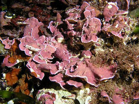 Coral cerca del Cabo de Gata. | Sinc.