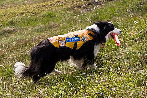 Un perro de rescate. | Mountain Rescue Committee of Scotland.