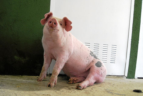 'Kaká', el primer cerdo clonado en España. | Universidad de Murcia