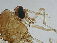 Mosquito Culicoide |UIB