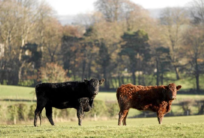 Vacas en el condado de Cavan, Irlanda.| AP