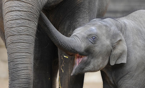 El proyecto estudiará el origen de la trompa de los elefantes. | AP