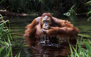 Orangután bebiendo. (Foto: Steve Bloom).