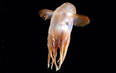 Un octpodo de dos metros de longitud que vive a 1,5 kilmetros de profundidad. | Efe