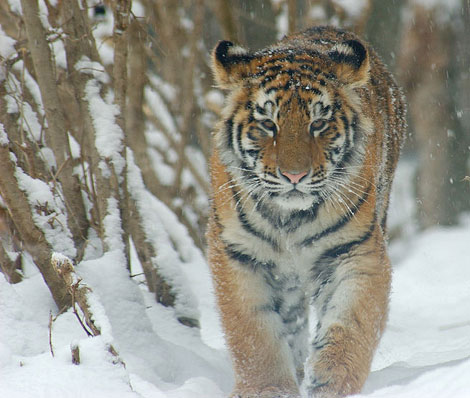 Ejemplar de tigre tiberiano. | Derek Ramsey.