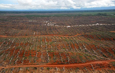 Selva recientemente talada para producir aceite de palma en la provincia de Loreto (Per). | S. I
