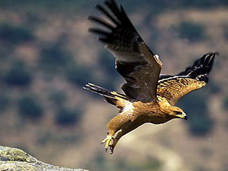 Una ejemplar joven de águila imperial, en vuelo.