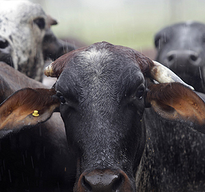 Vacas en un establo. | Reuters