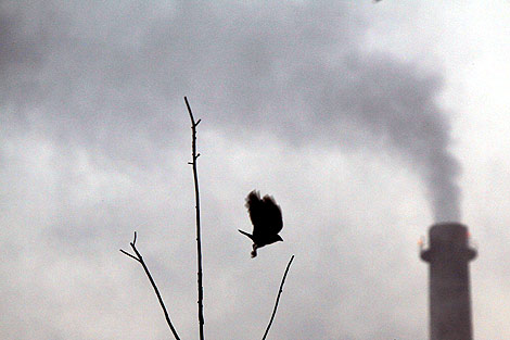 Un cuervo vuela el cielo contaminado de Nueva Delhi. | Efe
