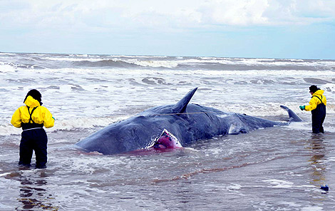 Dos expertos miden una de las ballenas varadas. | Efe