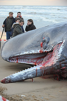 Varias personas contemplan a una de las ballenas varada. | Afp