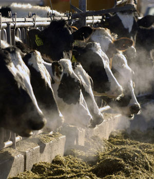El sector lácteo, uno de los afectados. | AP