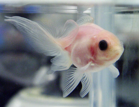 El pez transparente creado por científicos japoneses. | AFP