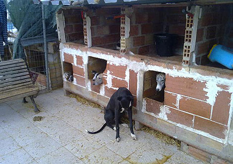 Varios de los perros 'rescatados en Valencia. | Efe