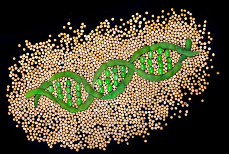 Vainas y semillas de soja formando una doble hlice de ADN. | Nature