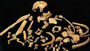 Fósiles de 'Homo antecessor' hallados en Atapuerca.