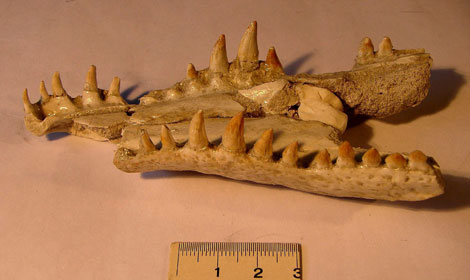 Maxilar del cocodrilo Duerosuchus piscator, en una imagen tomada por los descubridores. | DiCYT