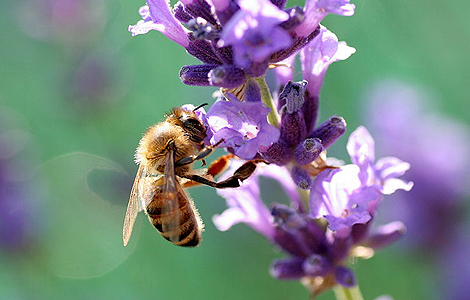 Una abeja poliniza una planta.