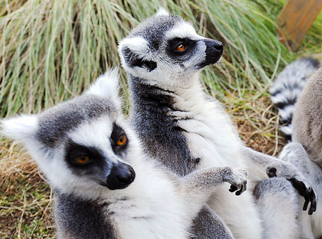 Lmures, una especie endmica de Madagascar. |AP